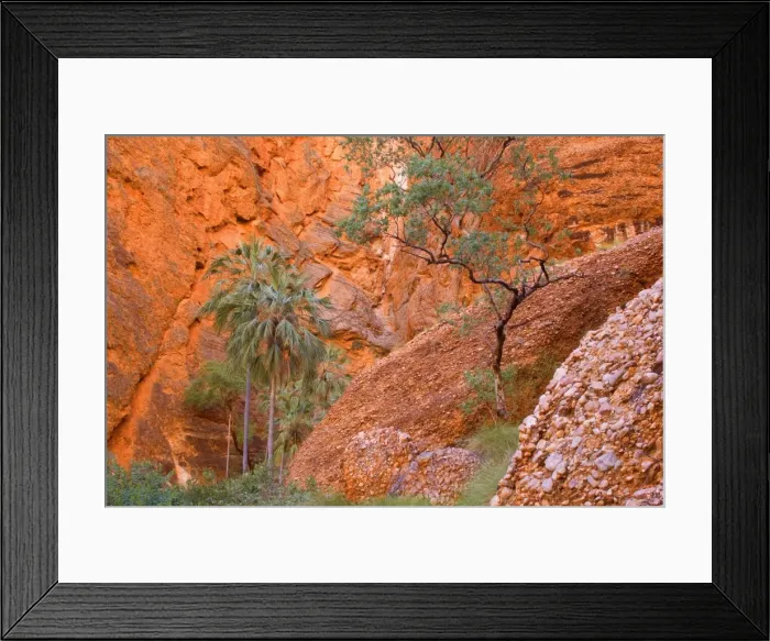 Framed Print : Mini Palms Gorge - livistonia palms growing on the rocky floor and slopes of Mini Palms Gorge. The red walls, which reflect the sunlight, contrast nicely with the green of the palms - Bungle Bungle National Park, Purnululu National Park Framed Print : Mini Palms Gorge - livistonia palms growing on the rocky floor and slopes of Mini Palms Gorge. The red walls, which reflect the sunlight, contrast nicely with the green of the palms - Bungle Bungle National Park, Purnululu National Park