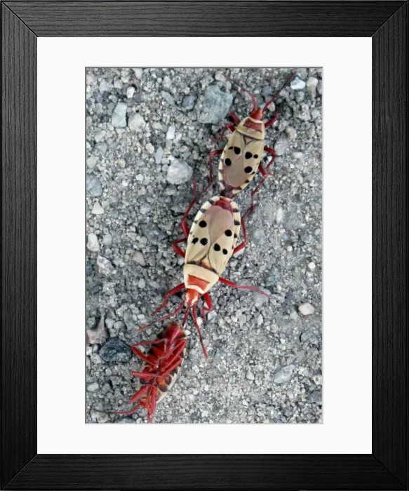 Framed Print : Welwitschia Bugs Framed Print : Welwitschia Bugs
