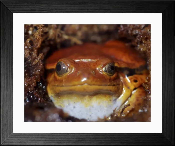 Framed Print : Tomato Frog, Madagascar Framed Print : Tomato Frog, Madagascar