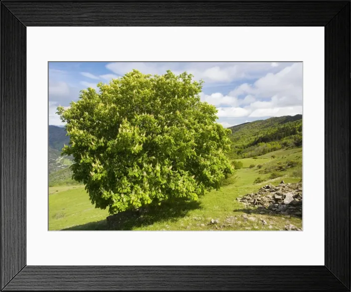 Framed Print : Horse Chesnut tree (Aesculus hippocastaneus) in flower in the Cevennes, France Framed Print : Horse Chesnut tree (Aesculus hippocastaneus) in flower in the Cevennes, France