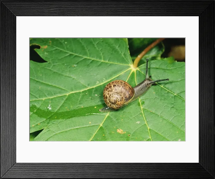 Framed Print : Snail - slimy trail on leaf - UK Framed Print : Snail - slimy trail on leaf - UK