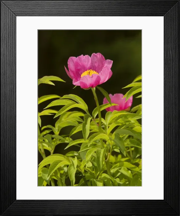 Framed Print : A wild Paeony (Paeonia officinalis), Julian Alps