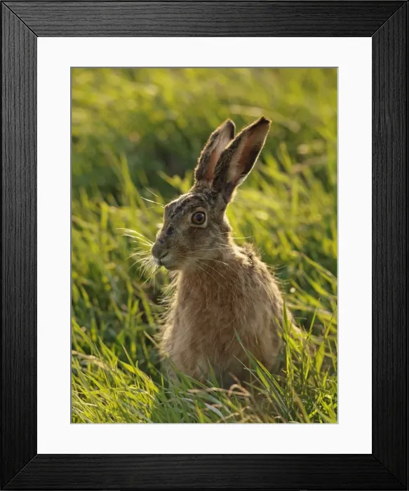 Framed Print : European / Brown Hare - Austria Framed Print : European / Brown Hare - Austria