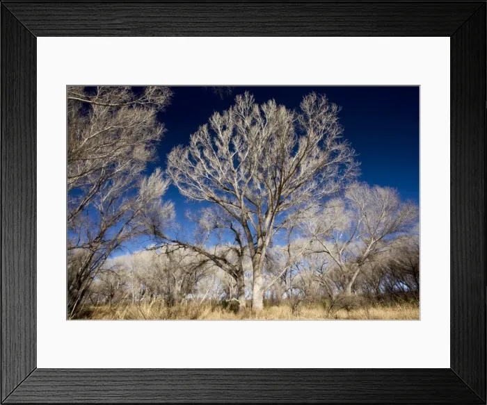 Framed Print : Fremont Cottonwood Populus fremontii woodland in the San Pedro Riparian Nature Conservation Area (NCA) south-east Arizona Framed Print : Fremont Cottonwood Populus fremontii woodland in the San Pedro Riparian Nature Conservation Area (NCA) south-east Arizona