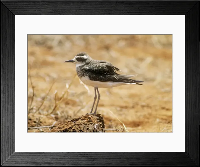 Framed Print : Caspian Plover - juvenile Framed Print : Caspian Plover - juvenile