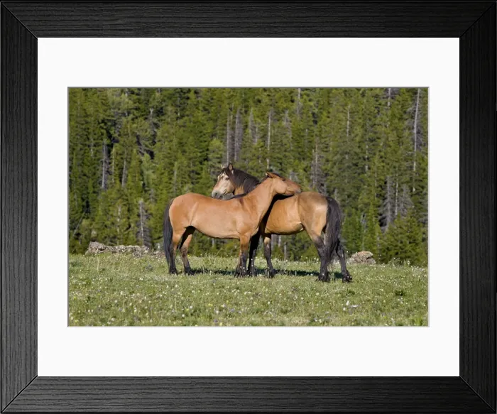Framed Print : Mustangs / Wild Horses - standing in meadow carpeted with wildflowers - Western U. S. - Summer _D3C9239 Framed Print : Mustangs / Wild Horses - standing in meadow carpeted with wildflowers - Western U. S. - Summer _D3C9239