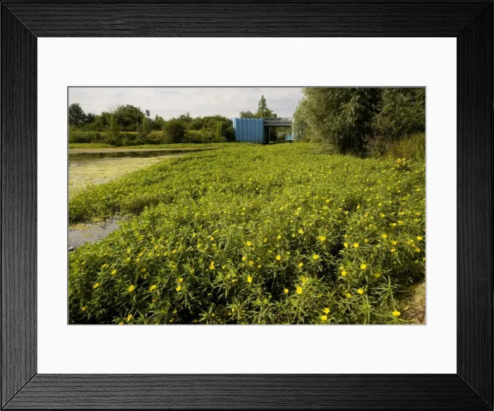 Framed Print : South American Water Primrose (Ludwigia uruguayensis = Ludwigia hexapetala) invading the River Cher at St. Aignon, France. Serious pest Framed Print : South American Water Primrose (Ludwigia uruguayensis = Ludwigia hexapetala) invading the River Cher at St. Aignon, France. Serious pest