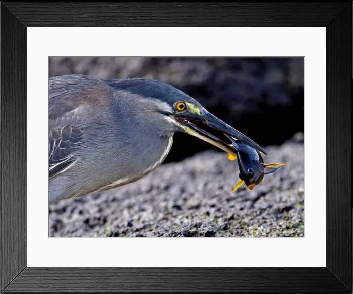 Framed Print : Lava / Galapagos Heron - with fish in beak - Galapagos - Ecuador Framed Print : Lava / Galapagos Heron - with fish in beak - Galapagos - Ecuador