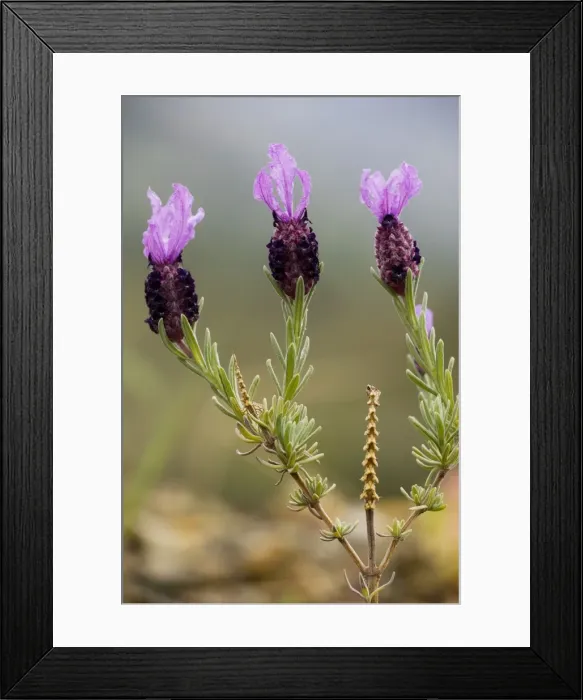 Framed Print : French Lavender (Lavandula stoechas), Cyprus Framed Print : French Lavender (Lavandula stoechas), Cyprus