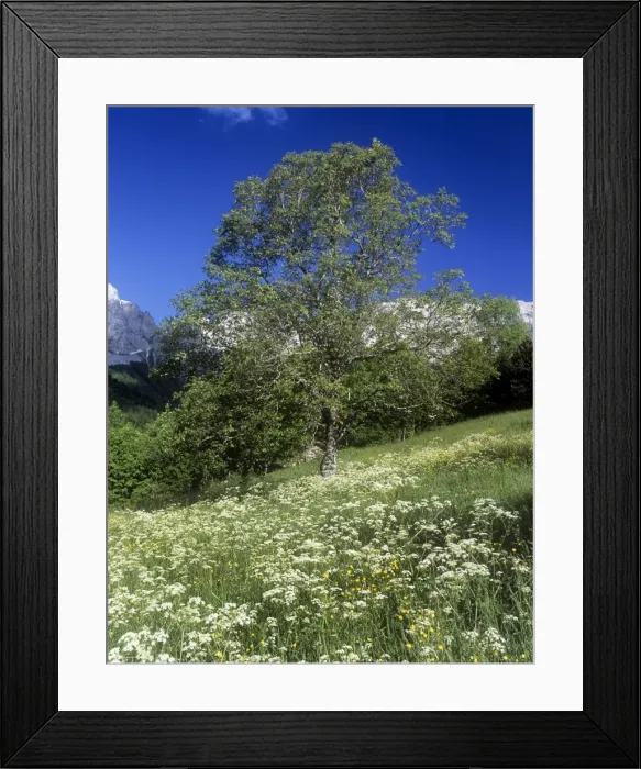 Framed Print : Walnut Tree - flowery field - Chateau Bernard - Vercors Mountains - France Framed Print : Walnut Tree - flowery field - Chateau Bernard - Vercors Mountains - France