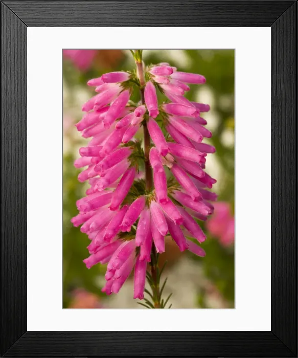 Framed Print : A south african heather, Erica blanda. South Africa Framed Print : A south african heather, Erica blanda. South Africa