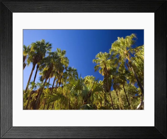 Framed Print : Palm Valley - grove of Red Cabbage Palms, also called Livistonia Palms growing in the rocky terrain of the Finke Gorge. The bright green of the palms is constrasting nicely with the deep blue sky - Palm Valley, Finke Gorge National Park Framed Print : Palm Valley - grove of Red Cabbage Palms, also called Livistonia Palms growing in the rocky terrain of the Finke Gorge. The bright green of the palms is constrasting nicely with the deep blue sky - Palm Valley, Finke Gorge National Park