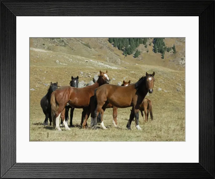Framed Print : Horses - Tienschan, Kazakhstan Framed Print : Horses - Tienschan, Kazakhstan