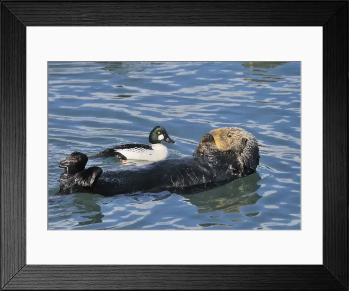 Framed Print : Alaskan / Northern Sea Otter - on back in water with Common Goldeneye drake (Bucephala clangula) - Alaska Framed Print : Alaskan / Northern Sea Otter - on back in water with Common Goldeneye drake (Bucephala clangula) - Alaska