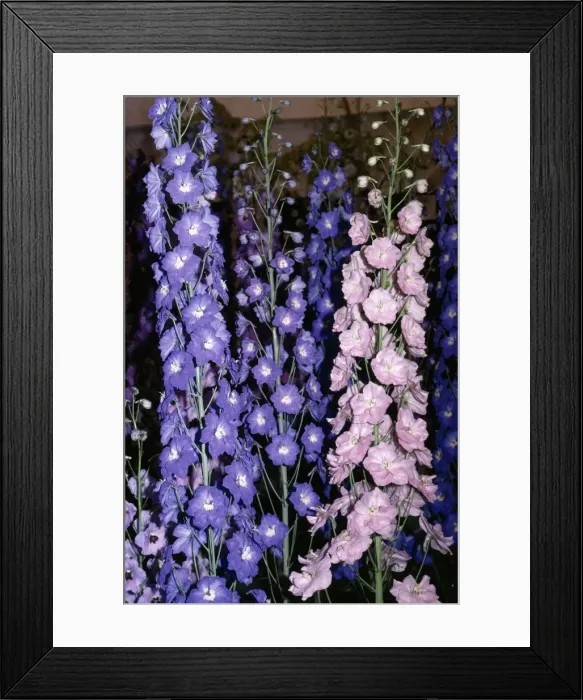 Framed Print : Delphiniums - Prize flowers Framed Print : Delphiniums - Prize flowers