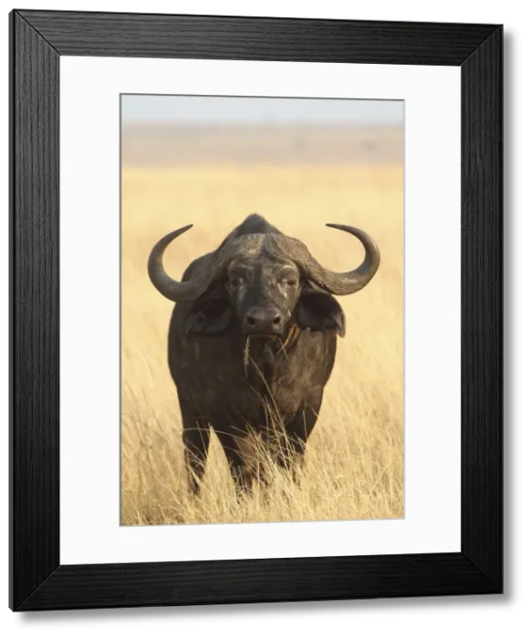 Framed Print : African / Cape Buffalo - bull - Maasai Mara - Kenya Framed Print : African / Cape Buffalo - bull - Maasai Mara - Kenya