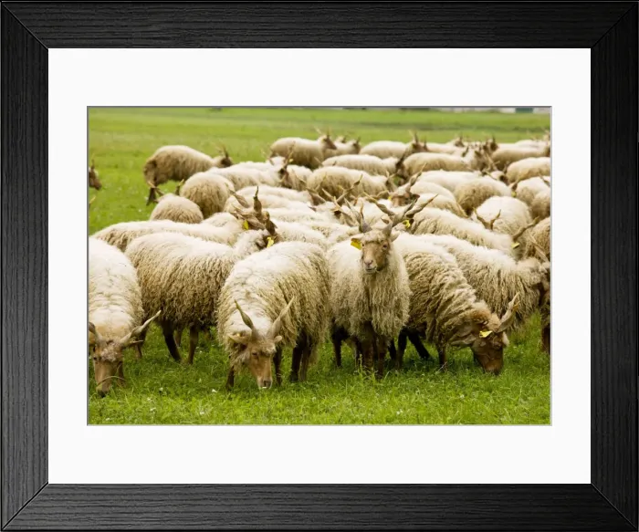 Framed Print : Flock of twisted-horn Racka sheep grazing in the Hortobagy National Park, east Hungary Framed Print : Flock of twisted-horn Racka sheep grazing in the Hortobagy National Park, east Hungary