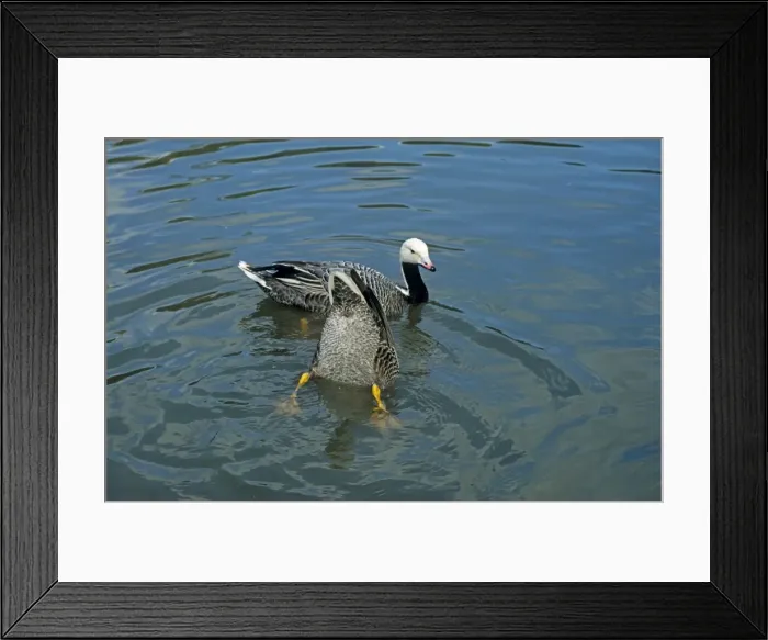 Framed Print : Emperor Goose - pair Framed Print : Emperor Goose - pair