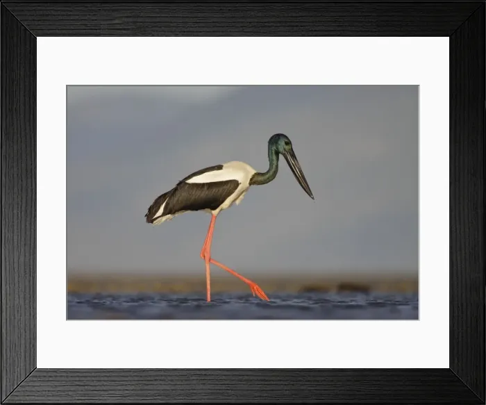 Framed Print : Black-Necked Stork  /  Jabiru  /  Korrorook  /  Monti - male wading in shallow seawater over tidal mudflats - Queensland - Australia