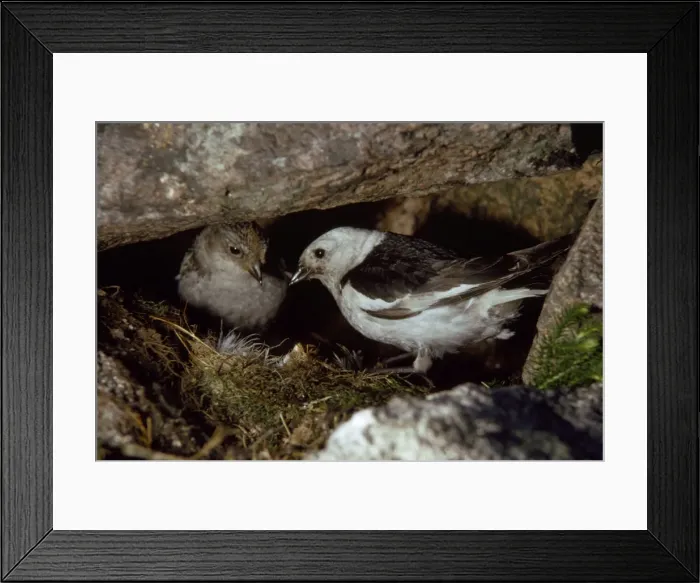 Framed Print : Snow Bunting Framed Print : Snow Bunting