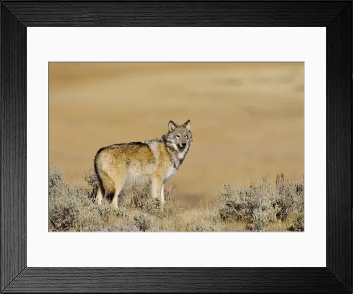 Framed Print : Wild Grey Wolf - about 6 months old - Yellowstone National Park - Wyoming - USA _D3D3390