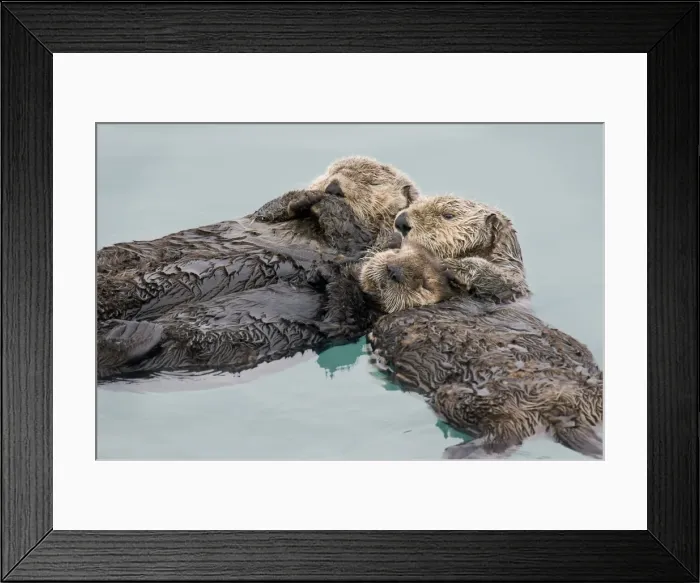 Framed Print : Alaskan / Northern Sea Otter - sleeping - mother (on right) is holding a several month old pup while they rest - another is sleeping in the same area and has bumped up against them - Sea Otters often gather in groups (rafts) Framed Print : Alaskan / Northern Sea Otter - sleeping - mother (on right) is holding a several month old pup while they rest - another is sleeping in the same area and has bumped up against them - Sea Otters often gather in groups (rafts)
