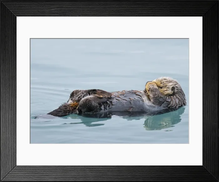 Framed Print : Alaskan / Northern Sea Otter - on water - Alaska _D3B3784 Framed Print : Alaskan / Northern Sea Otter - on water - Alaska _D3B3784