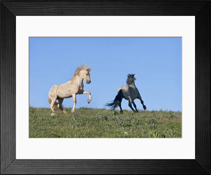 Framed Print : Wild / Feral Horse - dominance behavior between stallions - Western U. S. - Summer _D3C8667 Framed Print : Wild / Feral Horse - dominance behavior between stallions - Western U. S. - Summer _D3C8667