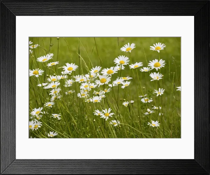 Framed Print : Mass of Ox-eye Daisies (Leucanthemum vulgare = Chrysanthemum vulgare) in a hay meadow in the Dordogne, France Framed Print : Mass of Ox-eye Daisies (Leucanthemum vulgare = Chrysanthemum vulgare) in a hay meadow in the Dordogne, France