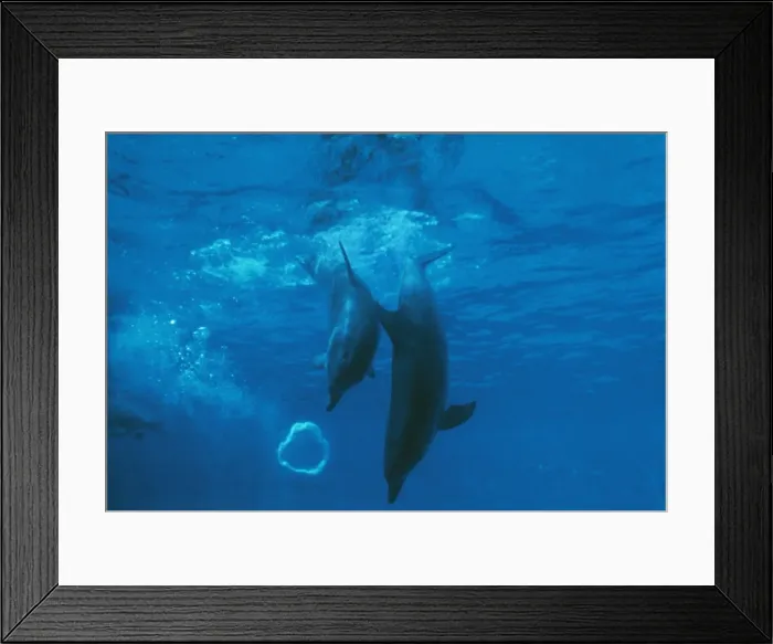 Framed Print : Bottlenose Dolphin STA 26 Mother & Baby play with bubble Tursiops truncatus © Augusto Leandro Stanzani / ARDEA LONDON Framed Print : Bottlenose Dolphin STA 26 Mother & Baby play with bubble Tursiops truncatus © Augusto Leandro Stanzani / ARDEA LONDON