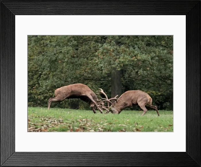 Framed Print : Red Deer - bucks fighting - Pfalzer Wald - Germany Framed Print : Red Deer - bucks fighting - Pfalzer Wald - Germany