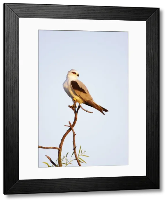 Framed Print : Australian Black-Shouldered Kite - perched on top of a tree - Queensland - Australia Framed Print : Australian Black-Shouldered Kite - perched on top of a tree - Queensland - Australia