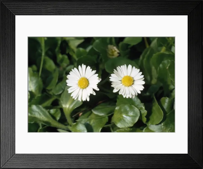 Framed Print : Daisy. SG-2088. Daisy. Ardea London. Please note that prints are for personal Framed Print : Daisy. SG-2088. Daisy. Ardea London. Please note that prints are for personal