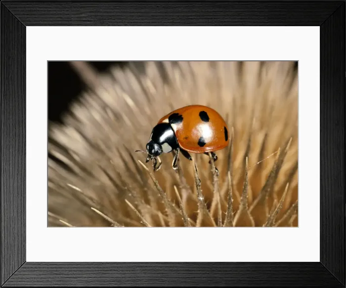 Framed Print : 7 Spot Ladybird - on seed head of teasel. UK Framed Print : 7 Spot Ladybird - on seed head of teasel. UK