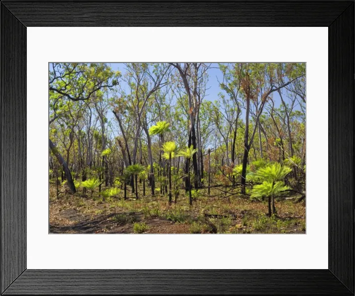 Framed Print : Cycads after the fire - forest in Far North of the Northern Territory after a wildfire with freshly sprouted cycads - Northern Territory, Australia Framed Print : Cycads after the fire - forest in Far North of the Northern Territory after a wildfire with freshly sprouted cycads - Northern Territory, Australia