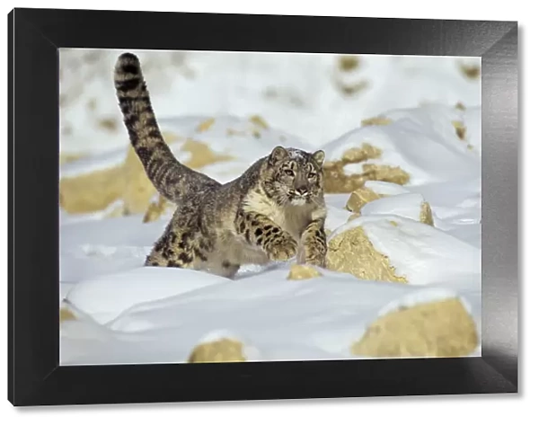 Snow Leopard - running through snow - Endangered Species