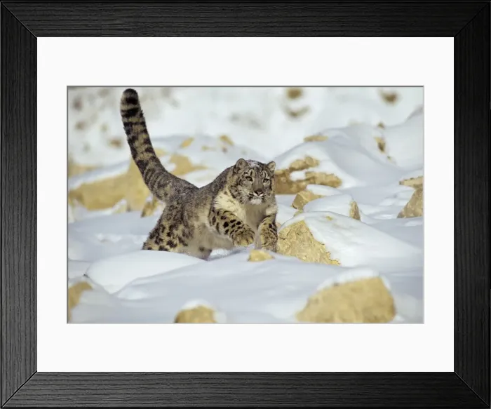 Framed Print : Snow Leopard - running through snow - Endangered Species Framed Print : Snow Leopard - running through snow - Endangered Species