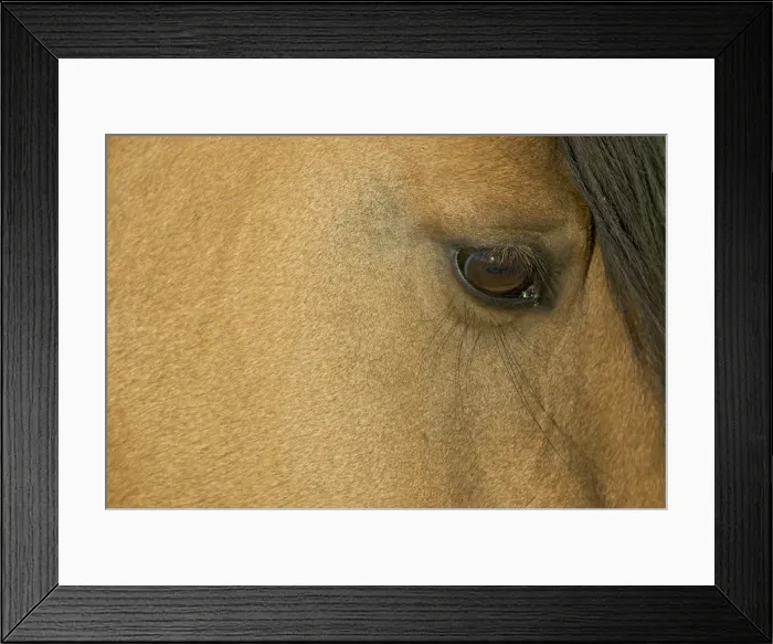 Framed Print : Wild / Feral Horse - close-up of eye - Western U. S. - Summer _D2A4668 Framed Print : Wild / Feral Horse - close-up of eye - Western U. S. - Summer _D2A4668