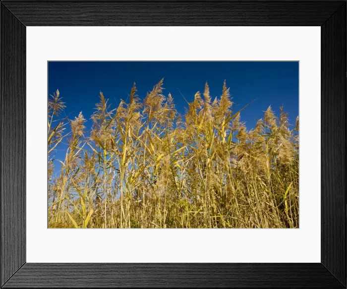 Framed Print : Common reeds Phragmites australis in flower, autumn; Romania Framed Print : Common reeds Phragmites australis in flower, autumn; Romania