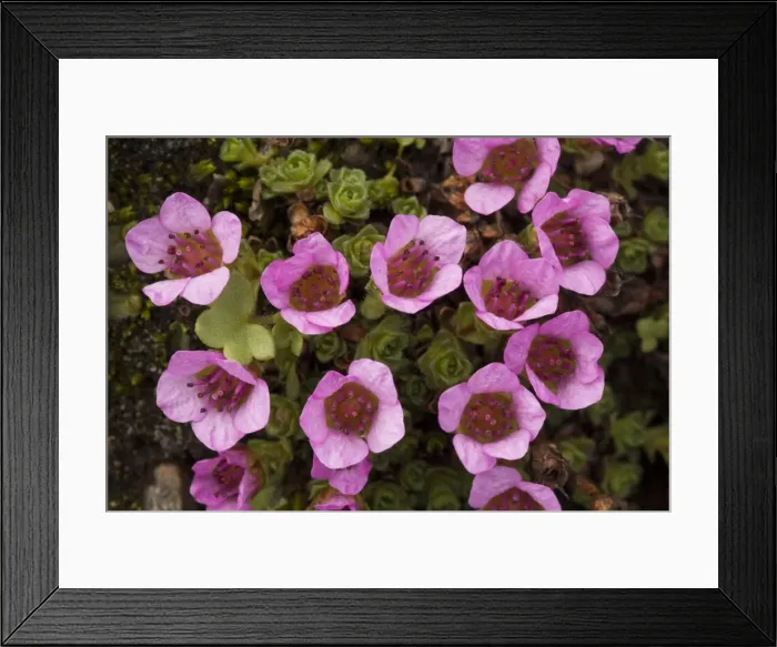 Framed Print : Purple saxifrage (Saxifraga oppositifolia). Mountain plant in UK Framed Print : Purple saxifrage (Saxifraga oppositifolia). Mountain plant in UK