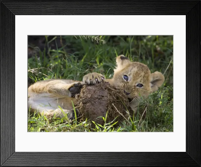 Framed Print : Lion - 6-7 week old cub playing with elephant dung - Masai Mara Reserve - Kenya Framed Print : Lion - 6-7 week old cub playing with elephant dung - Masai Mara Reserve - Kenya