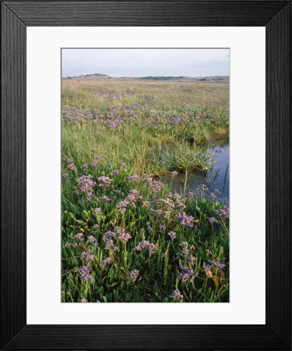 Framed Print : Sea Lavendar - and other saltmarsh plants including Glasswort Burnham Overy Staithe North Norfolk Framed Print : Sea Lavendar - and other saltmarsh plants including Glasswort Burnham Overy Staithe North Norfolk