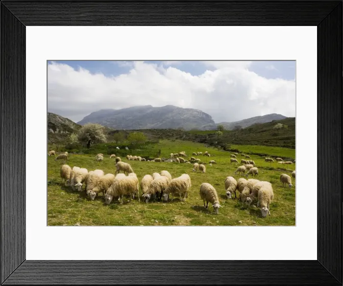 Framed Print : Sheep grazing in high pastures, Gious Kambos plateau, Kedros Mountains, central Crete Framed Print : Sheep grazing in high pastures, Gious Kambos plateau, Kedros Mountains, central Crete