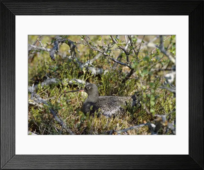 Framed Print : Spotted Redshank - at nest Framed Print : Spotted Redshank - at nest