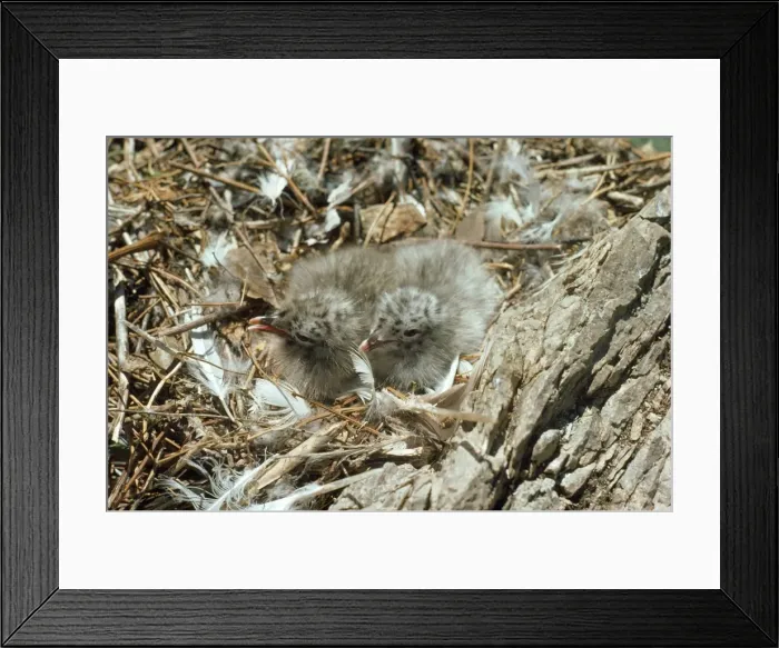 Framed Print : Ring-billed Gull Framed Print : Ring-billed Gull