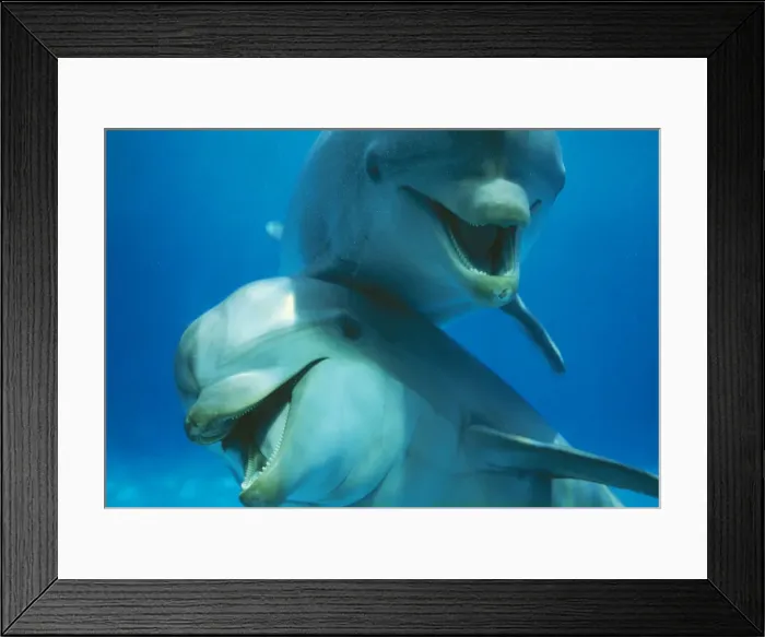 Framed Print : Bottlenose Dolphin x 2 Framed Print : Bottlenose Dolphin x 2