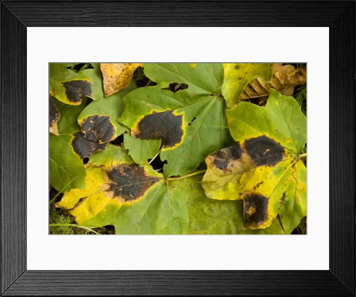 Framed Print : Tar spot fungus Rhytisma acerinum on the leaves of Field Maple Acer campestre, autumn, Romania Framed Print : Tar spot fungus Rhytisma acerinum on the leaves of Field Maple Acer campestre, autumn, Romania