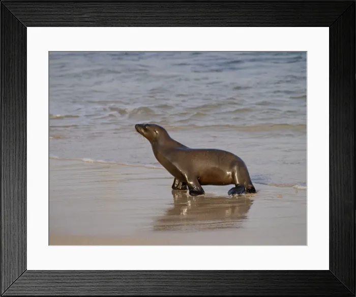 Framed Print : Galapagos Sea Lion - walking on beach - Galapagos - Ecuador Framed Print : Galapagos Sea Lion - walking on beach - Galapagos - Ecuador