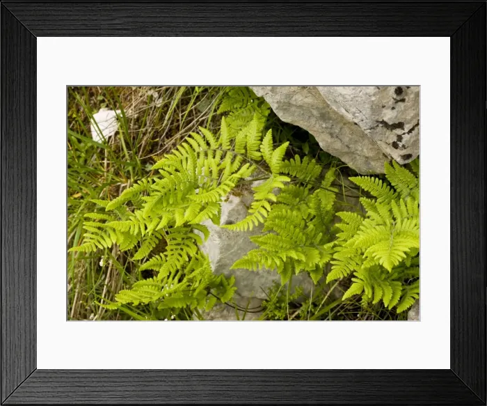 Framed Print : Limestone fern (Gymnocarpium robertianum - formerly Thelypteris robertiana) in crevice in limestone, Julian Alps, Slovenia