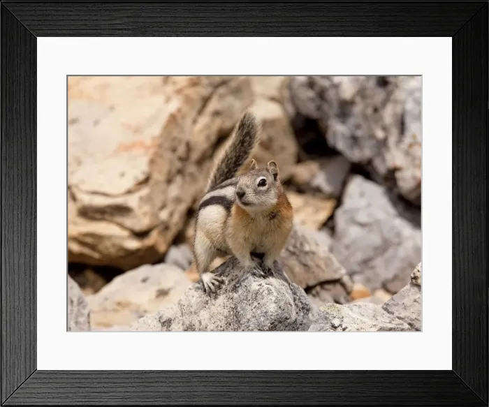 Framed Print : Golden-mantled Ground Squirrel - in the Rockies, Canada Framed Print : Golden-mantled Ground Squirrel - in the Rockies, Canada